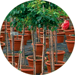 Baumschul- und Staudenproduktion