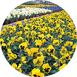 Zierpflanzenproduktion